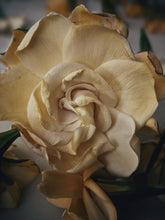 Load image into Gallery viewer, Gandhraj (May 2019). Aged Gardenia jasminoides Enfleurage Extrait. Organic gardenia perfume. Biodynamic