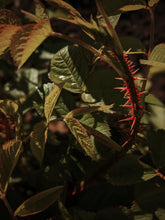 Load image into Gallery viewer, Briar Rose. natural perfume. rose thorn honey. honey blossom rose. orange honeysuckle. June 2025