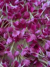 Load image into Gallery viewer, Carnation Enfleurage.