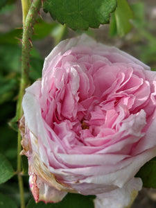 Damask Rose Enfleurage.