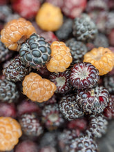 Load image into Gallery viewer, Taiga Moon Incense. Powdered incense blend of wild boreal old growth forest botanicals.