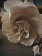 Load image into Gallery viewer, Gandhraj (May 2019). Aged Gardenia jasminoides Enfleurage Extrait. Organic gardenia perfume. Biodynamic