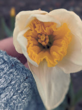 Load image into Gallery viewer, Papyrus Flower Enfleurage Extrait. Organic paperwhite narcissus perfume.