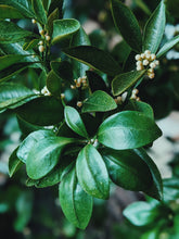 Load image into Gallery viewer, Orange Blossom Enfleurage. 2025.