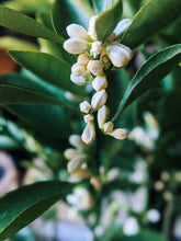 Load image into Gallery viewer, Orange Blossom Enfleurage. 2025.
