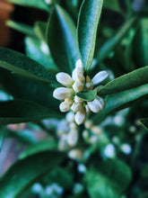 Load image into Gallery viewer, Orange Blossom Enfleurage. 2025.