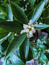 Load image into Gallery viewer, Orange Blossom Enfleurage. 2025.