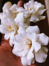 Load image into Gallery viewer, Gardenia Jasminoides Enfleurage.