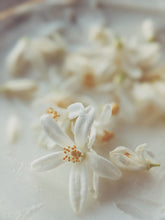Load image into Gallery viewer, Orange Blossom Enfleurage. 2025.