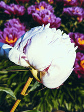 Load image into Gallery viewer, Peony Enfleurage July 2019, Central Vermont. Aged.