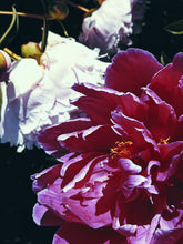 Load image into Gallery viewer, Peony Enfleurage July 2019, Central Vermont. Aged.
