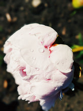 Load image into Gallery viewer, Peony Enfleurage July 2019, Central Vermont. Aged.