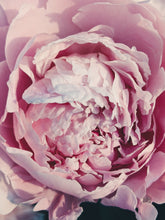 Load image into Gallery viewer, Peony Enfleurage July 2019, Central Vermont. Aged.