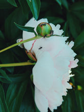 Load image into Gallery viewer, Peony Enfleurage July 2019, Central Vermont. Aged.