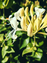 Load image into Gallery viewer, Suikazura (June-August 2020). Aged Pink and Yellow Honeysuckle Enfleurage Extrait. Organic honeysuckle perfume. Biodynamic
