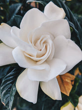 Load image into Gallery viewer, Gardenia and Bushman Candle Enfleurage.