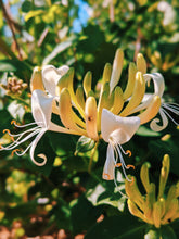 Load image into Gallery viewer, Suikazura (June-August 2020). Aged Pink and Yellow Honeysuckle Enfleurage Extrait. Organic honeysuckle perfume. Biodynamic