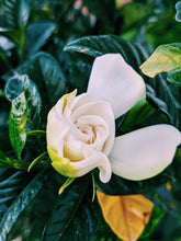 Load image into Gallery viewer, Gardenia and Bushman Candle Enfleurage.