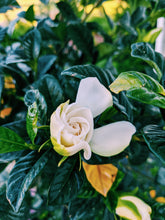 Load image into Gallery viewer, Gardenia and Bushman Candle Enfleurage.