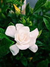 Load image into Gallery viewer, Gardenia and Civet Enfleurage.