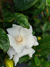 Load image into Gallery viewer, Gardenia and Civet Enfleurage.