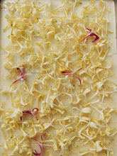 Load image into Gallery viewer, Suikazura (June-August 2020). Aged Pink and Yellow Honeysuckle Enfleurage Extrait. Organic honeysuckle perfume. Biodynamic