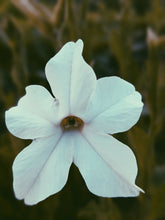 Load image into Gallery viewer, Venus in Mars ♀ natural perfume. bare thighs, hot saddle. civet, oud, tobacco. July 2024