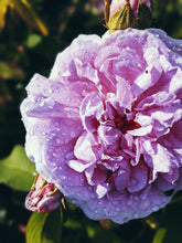 Load image into Gallery viewer, Venus ♀ natural perfume. salted amber, tea and rose powder. July 2024