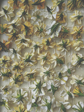 Load image into Gallery viewer, Gardenia Jasminoides Enfleurage.