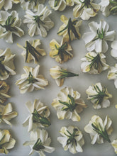 Load image into Gallery viewer, Gardenia and Australian Sandalwood Enfleurage