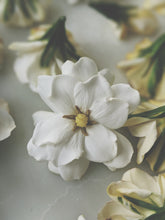 Load image into Gallery viewer, Gardenia Jasminoides Enfleurage.