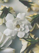 Load image into Gallery viewer, Gardenia Jasminoides Enfleurage.