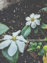 Load image into Gallery viewer, Gardenia and Australian Sandalwood Enfleurage