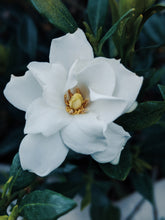 Load image into Gallery viewer, Black Sticky Rice. natural perfume. sweet-salty tropical scent. September 2019