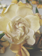 Load image into Gallery viewer, Gardenia Jasminoides Enfleurage.