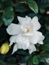 Load image into Gallery viewer, Gardenia and Bushman Candle Enfleurage.