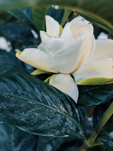 Load image into Gallery viewer, Gardenia and Bushman Candle Enfleurage.