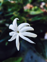 Load image into Gallery viewer, Saturn ♄ botanical perfume. rich florals, agarwood, patchouli, tonka, incense, sandalwood. May 2023