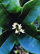Load image into Gallery viewer, Osmanthus Enfleurage.