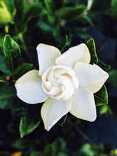 Load image into Gallery viewer, Gardenia and Bushman Candle Enfleurage.