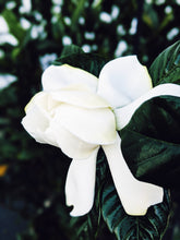 Load image into Gallery viewer, Black Sticky Rice. natural perfume. sweet-salty tropical scent. September 2019