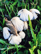 Load image into Gallery viewer, Fire Opal. umami perfume. ocean terroir, sea foam, grass, fungi. savory-sweet dégoût. June 2020