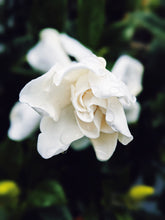 Load image into Gallery viewer, Gardenia and Bushman Candle Enfleurage.