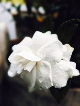 Load image into Gallery viewer, Gardenia and Bushman Candle Enfleurage.