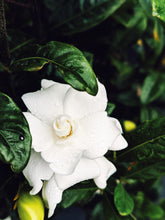 Load image into Gallery viewer, Gardenia and Bushman Candle Enfleurage.
