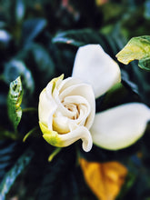 Load image into Gallery viewer, Black Sticky Rice. natural perfume. sweet-salty tropical scent. September 2019