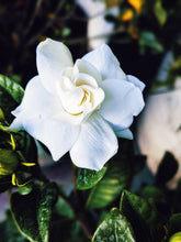 Load image into Gallery viewer, Gardenia and Bushman Candle Enfleurage.