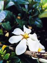 Load image into Gallery viewer, Gardenia and Bushman Candle Enfleurage.
