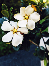 Load image into Gallery viewer, Gardenia and Civet Enfleurage.