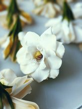 Load image into Gallery viewer, Gardenia and Civet Enfleurage.